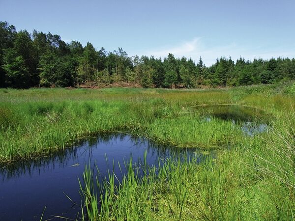 Maßnahmen zum Amphibienschutz umfassen zentral die Anlage und das Management von Laichgewässern und geeigneten Jahreslebensräumen (Foto: C. Winkler).