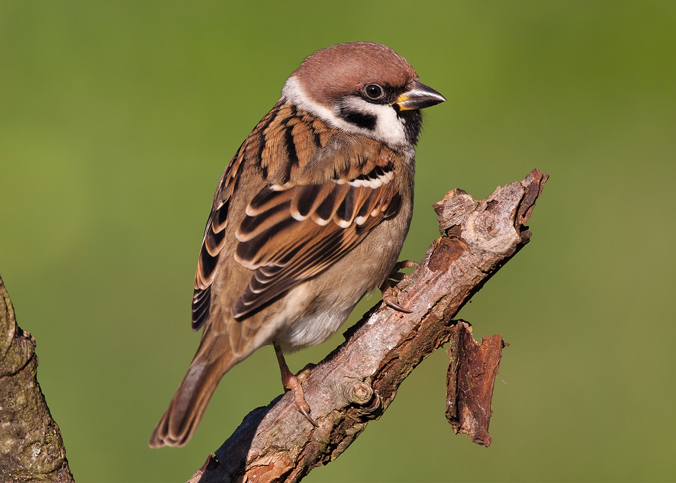 Feldsperling